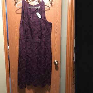 Lace Purple Loft Dress